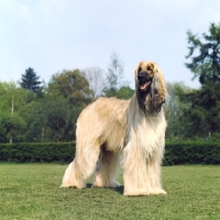 Picture of afghan hound standing on grass 