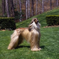 Picture of afghan hound standing on grass