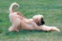Picture of Afghan Hound stretching