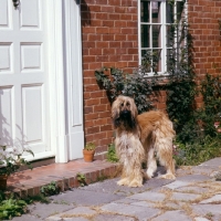 Picture of afghan hound waiting in front of a door