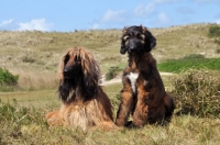 Picture of Afghan Hounds, different ages