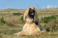 Picture of Afghan Hound