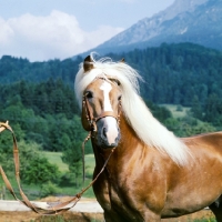 Picture of Afghan, windswept Haflinger stallion