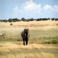 Picture of african elephant blowing sand on his back, murchison falls np