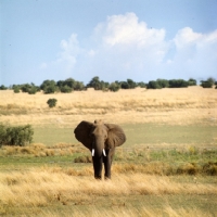 Picture of african elephant front view in murchison falls np