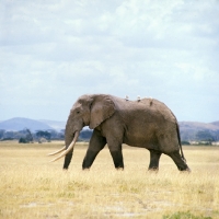 Picture of african elephant with cattle egrets walking in amboseli np, side view