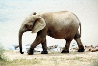 Picture of African Elephant