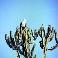 Picture of african fish eagle perched on a tree in africa
