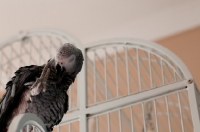 Picture of African Grey Parrot, cage in background