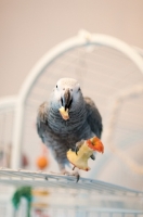 Picture of African Grey Parrot eating an apple