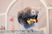 Picture of African Grey Parrot eating apple