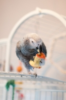 Picture of African Grey Parrot eating fruit