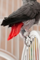 Picture of African Grey Parrot feather close up