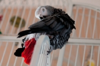 Picture of African Grey Parrot grooming