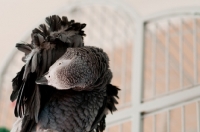 Picture of African Grey Parrot grooming