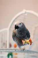 Picture of African Grey Parrot holding an apple