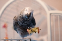 Picture of African Grey Parrot holding up a piece of fuirt