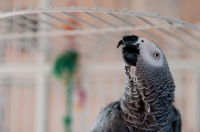 Picture of African Grey Parrot, looking up