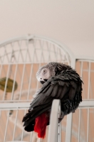 Picture of African Grey Parrot on cage door