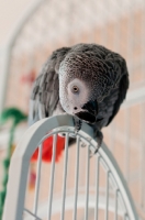 Picture of African Grey Parrot on cage door