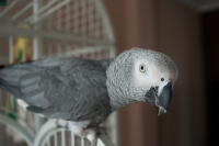 Picture of African Grey Parrot on cage door