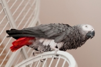 Picture of African Grey Parrot on cage, low angle