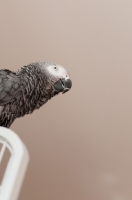 Picture of African Grey Parrot on cage