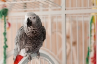 Picture of African Grey Parrot on cage