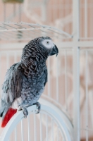 Picture of African Grey Parrot on cage