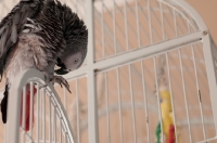 Picture of African Grey Parrot on cage