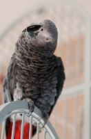 Picture of African Grey Parrot on cage