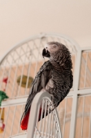 Picture of African Grey Parrot on cage