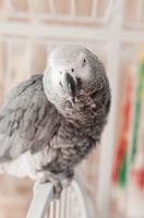 Picture of African Grey Parrot on cage