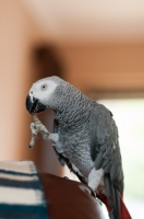 Picture of African Grey Parrot on chair