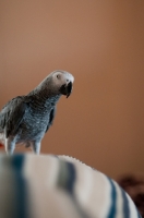 Picture of African Grey Parrot on chair