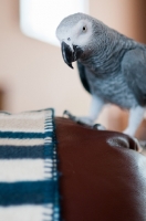 Picture of African Grey Parrot on sofa