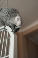 Picture of African Grey Parrot on top of cage