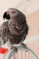 Picture of African Grey Parrot perched on cage