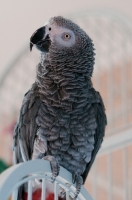 Picture of African Grey Parrot perched on cage door