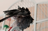 Picture of African Grey Parrot ruffling feathers