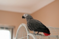 Picture of African Grey Parrot standing on its cage
