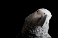 Picture of African Grey Parrot turning it's head