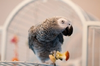 Picture of African Grey Parrot