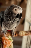 Picture of African Grey Parrot