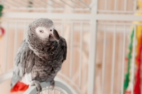 Picture of African Grey Parrot