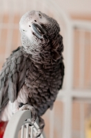 Picture of African Grey Parrot