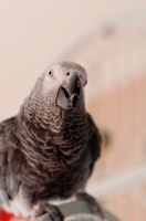 Picture of African Grey Parrot