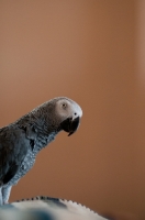 Picture of African Grey Parrot