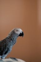 Picture of African Grey Parrot
