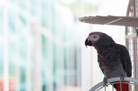 Picture of African Grey Parrot